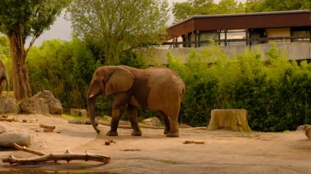 Elefante Zoológico Andando Tomando Vara Perto Lago Com Fundo Verde — Vídeo de Stock