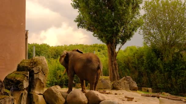德国杜伊斯堡动物园有天然石材和绿色背景的大象 高质量的横向Fullhd镜头 — 图库视频影像