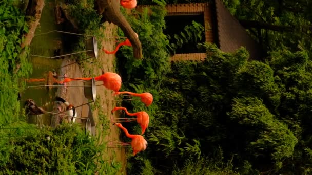 一群粉红火烈鸟在动物园喝水 优质垂直Fullhd画面 — 图库视频影像