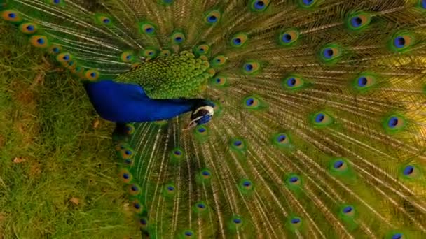 印度或蓝色的孔雀 向雌鸟展示了它张开的蓬松的尾巴 高质量的垂直Fullhd慢镜头 — 图库视频影像