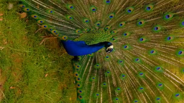 印度或蓝色的孔雀 向雌鸟展示了它张开的蓬松的尾巴 高质量的垂直Fullhd慢镜头 — 图库视频影像