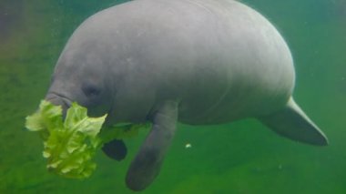 Dugong mavi suda yüzer ve Alman yüksek kaliteli 4K görüntülerinde Duisburger hayvanat bahçesinde marul yer.