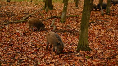 Sonbahar ormanında yaban domuzu ya da yaban domuzları ormanda yürüyor, uyuyor ve yemek yiyor. Uzun tüylü hayvanlı vahşi yaşam. 