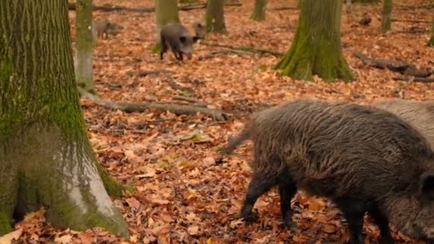 秋の森の野生のブタや野生のブタは 森の中で歩き 食べています 長いふわふわの動物の野生生物 高品質の4K映像 — ストック動画