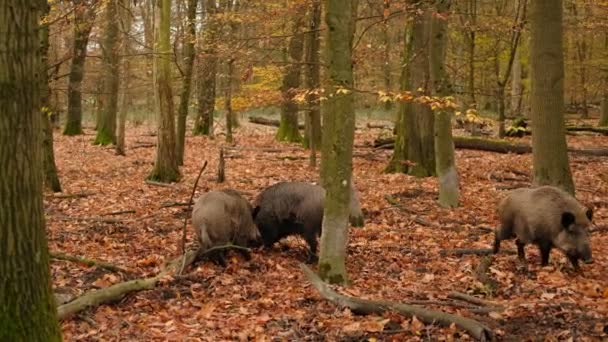 Wild Boar Wild Pigs Autumn Forest Wild Boars Walk Sleeping — Stock Video