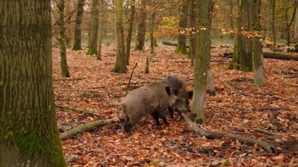 Dois Javalis Machos Porcos Selvagens Lutando Floresta Outono Vida Selvagem — Vídeo de Stock