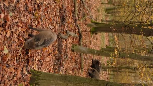 Sanglier Cochons Sauvages Dans Forêt Automne Les Sangliers Marchent Dorment — Video
