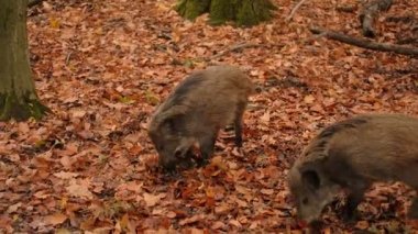 Sonbahar ormanında yaban domuzu ya da yaban domuzları ormanda yürüyor, uyuyor ve yemek yiyor. Uzun tüylü hayvanlı vahşi yaşam. Yüksek kalite 4k görüntü