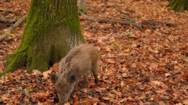 Sonbahar ormanında yaban domuzu ya da yaban domuzları ormanda yürüyor, uyuyor ve yemek yiyor. Uzun tüylü hayvanlı vahşi yaşam. Yüksek kalite 4k görüntü