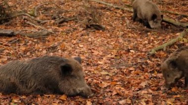 Sonbahar ormanında yaban domuzu ya da yaban domuzları ormanda yürüyor, uyuyor ve yemek yiyor. Uzun tüylü hayvanlı vahşi yaşam. Yüksek kalite 4k görüntü