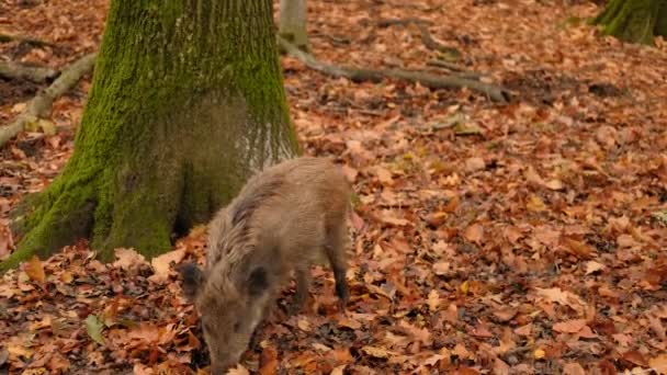 Wildschweine Oder Wildschweine Herbstwald Wildschweine Gehen Und Schlafen Und Essen — Stockvideo