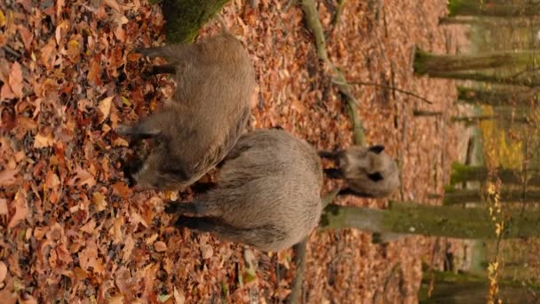 Vaddisznó Vagy Vaddisznók Őszi Erdőben Vaddisznók Sétálnak Alszanak Esznek Erdőben — Stock videók