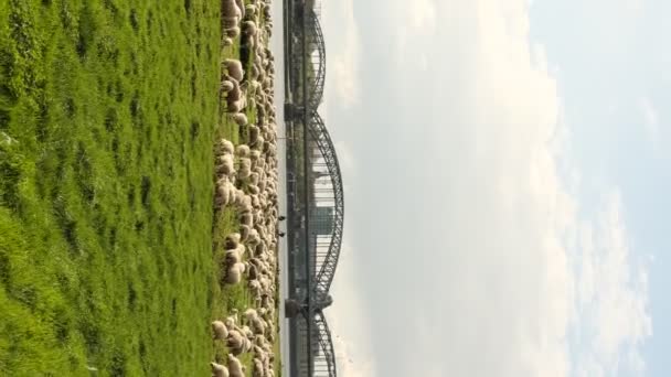Sheep Merumput Tempat Terbuka Dengan Latar Belakang Jembatan Cologne Video — Stok Video