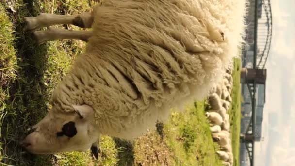 在科隆桥的背景下 一只羊在一块空地上吃草 高垂直视频 — 图库视频影像