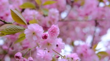 Açık havada pembe kiraz çiçekleri kapanıyor yüksek kaliteli video.