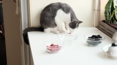 Yerli yetişkin gri ve beyaz kedi mutfakta yemek arıyor, kedi sandalyede oturuyor dut kokluyor ve yemek kokuyor. Yüksek kaliteli görüntüler. Yüksek kaliteli FullHD görüntüler