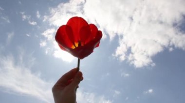 Poppy bulutlu ve güneşli bir gökyüzünün arka planında. Güneşli bir gökyüzünün arka planına karşı kırmızı çiçek. Gökyüzündeki el ve güneş parlıyor