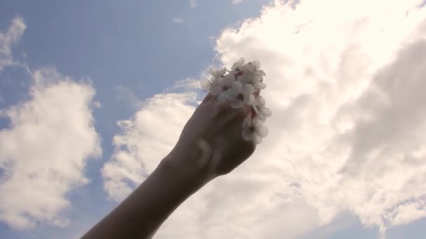 Körsbärsblommor Fruktig Blomning Vit Blomma Mot Den Soliga Himlen Hand — Stockvideo