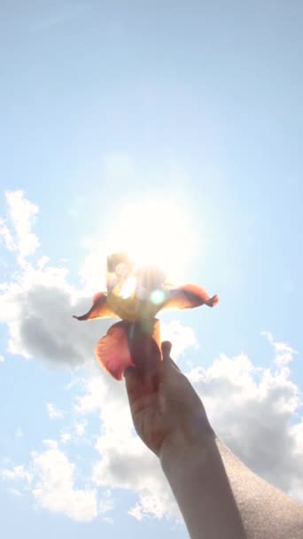 Mädchenhand Hält Eine Blume Vor Dem Hintergrund Eines Sonnigen Himmels — Stockvideo
