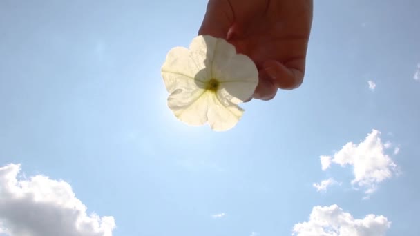 女孩的手在阳光灿烂的天空下捧着花 — 图库视频影像