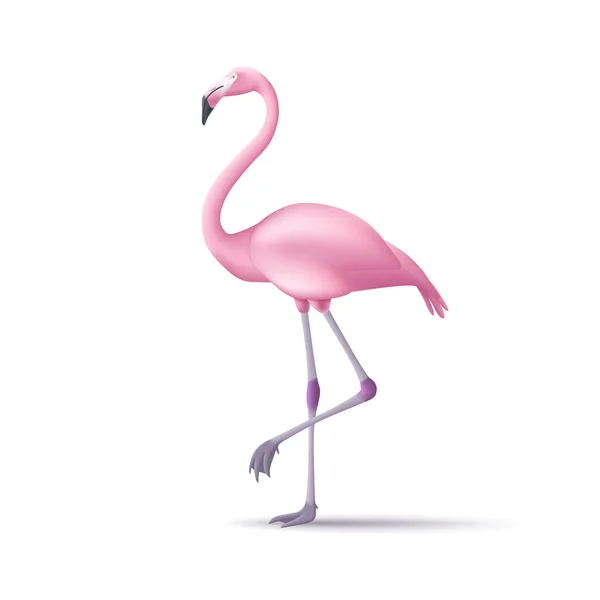 Stylized Flamingos Standing Walking Isolated Summer Tropical Wildlife Animal Vector — Stock Vector