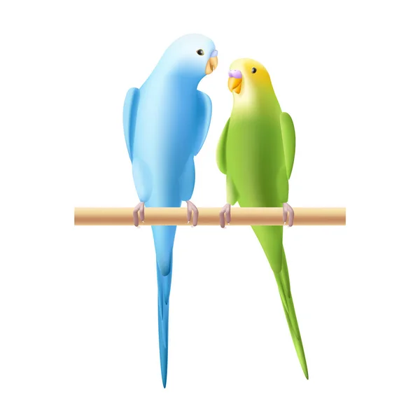Иллюстрация Budgerigar Budgie Parrot Две Птицы Семья Пара Изолированный Тропический — стоковый вектор