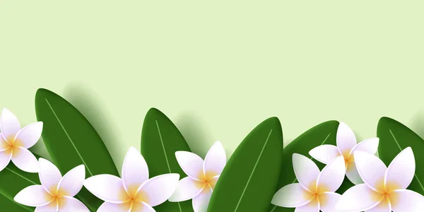 Vector Illustration Exotic Frangipani Flower Leaves Frame Bottom Screen Spa — Stock Vector