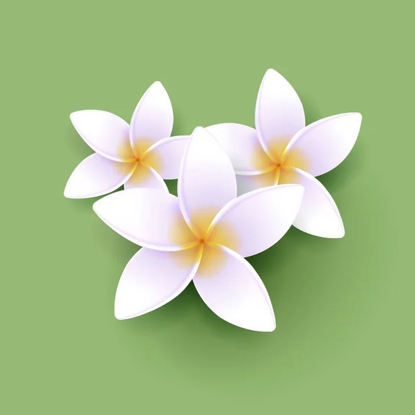 Vector Illustration Exotic Frangipani Flower Tropical Resort Spa Composition Three — Stock Vector