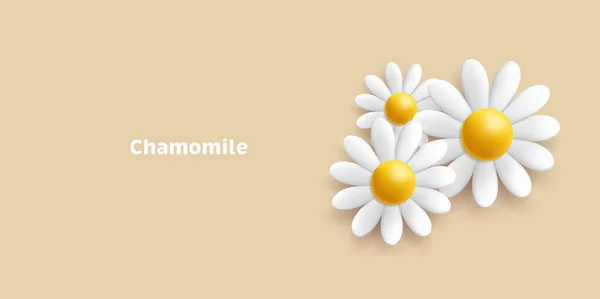 3D Daisy or chamomile flowers, white flowers in bloom render cartoon style composition