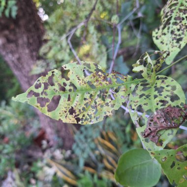 Doğal yapraklar böcekler tarafından yenir..