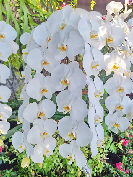 Lush Garden 'da Şık Beyaz Orkideler