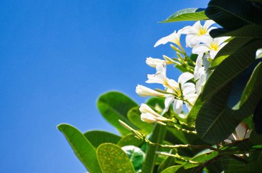 Yeşil yapraklı ve mavi gökyüzlü beyaz tesisatçı çiçekleri.