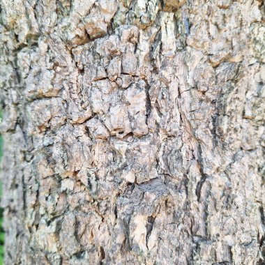 Kaba desenli kahverengi ağaç kabuğu yüzeyinin yakın görüntüsü