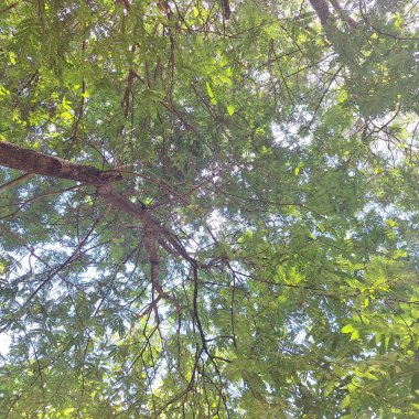 Yeşil yapraklı dallar güneş ışığıyla parlıyor.