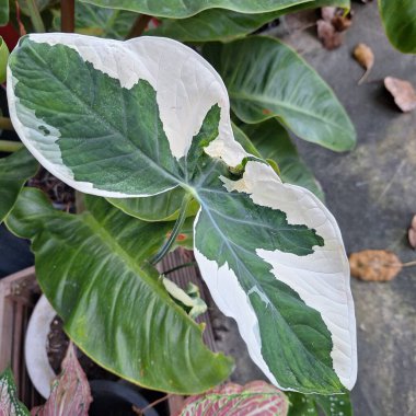 Yeşil ve beyaz doğal desenli güzel tropikal yaprak