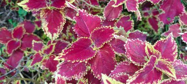 Plectranthus scutellarioides, Coleus veya Miyana yaprakları veya Latince Coleus Scutellaricides, Lamiaceae familyasından bir bitki türüdür.