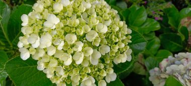 Ortanca paniklemesi (