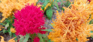 Renkli Çiçekli Horoz Tarağı 'nı, Tilki Kuyruğu' nu, Celosia Plumosa 'yı veya Celosia Argentea' yı kapatın. Kırmızı Celosia ve Sarı Celosia.