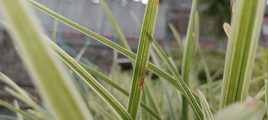 Japon sazları, Carex oshimensis Everest, yeşil-beyaz yapraklar.