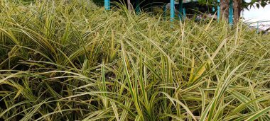Japon sazları, Carex oshimensis Everest, yeşil-beyaz yapraklar.