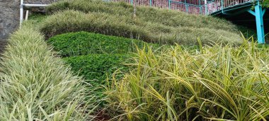 Japon sazları, Carex oshimensis Everest, yeşil-beyaz yapraklar.