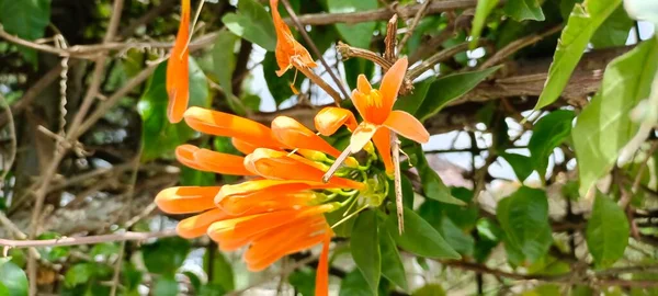 Pyrostegia Venusta Miers Flammenrebe Orangefarbene Trompete Flammenblume Und Grüne Blätter — Stockfoto