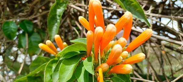 Pyrostegia Venusta Miers Flame Vine 오렌지 트럼펫 플라워 플라워 잎들은 — 스톡 사진