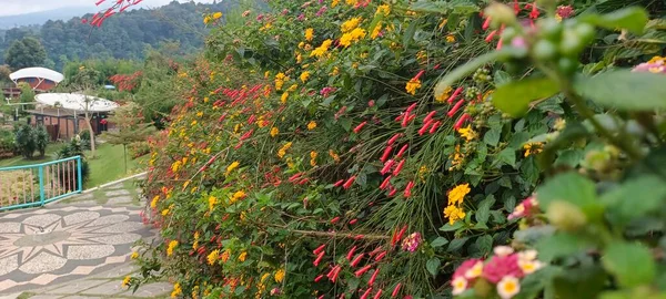 Fountainbush Firecracker Plant Flowers Russelia Equisetiformis Tiradentes Brazil 园中的菊花或爆竹花序 — 图库照片