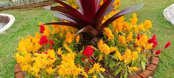 Закройте Разноцветные Цветущие Гребешки Амарант Foxtail Celosia Plumba Celosia Argentea — стоковое фото