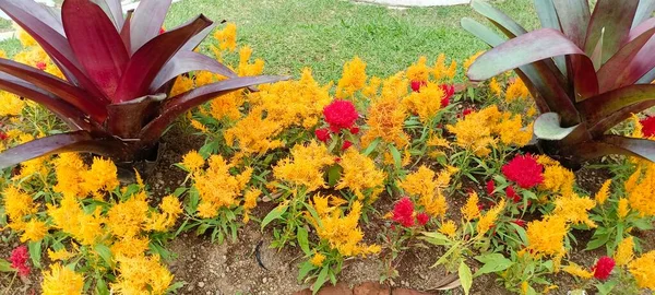 Gros Plan Peigne Coqs Fleurs Colorées Amarante Queue Renard Celosia — Photo