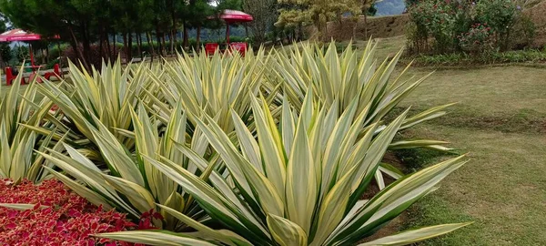 Mauritius Hemp Furcraea Foetida Portuguese Piteira French Aloe Popular Plant — Stock Photo, Image
