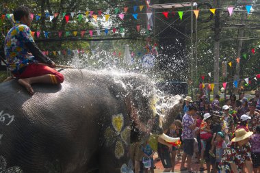 AYUTTHAYA , THAILAND - APRIL13, 2018: Elephants are using their trunks to spray water for Thai people and foreign tourists having fun. During the Songkran Festival, the traditional Thai New Year. At the road in Ayutthaya province, Middle of Thailand.