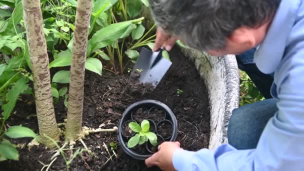Close Man Hand Planting Plant Outdoor Black Clay Pot — Vídeo de Stock