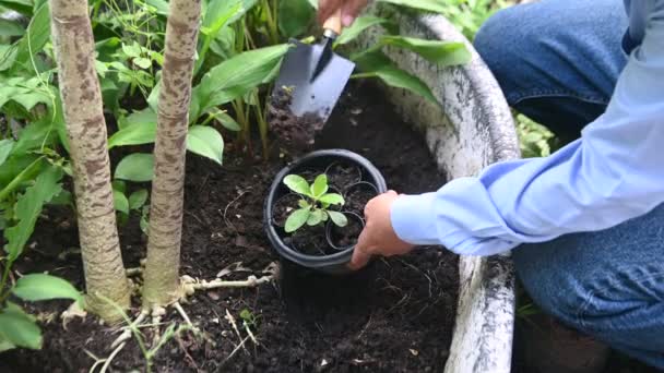 Primer Plano Mano Hombre Plantando Una Planta Una Maceta Arcilla — Vídeo de stock